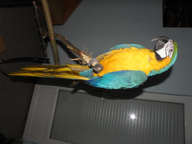 RECHERCHE ARA ARARAUNA