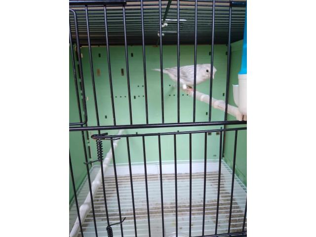 recherche canari agate opale blanc bagué 2025 , raza 2025