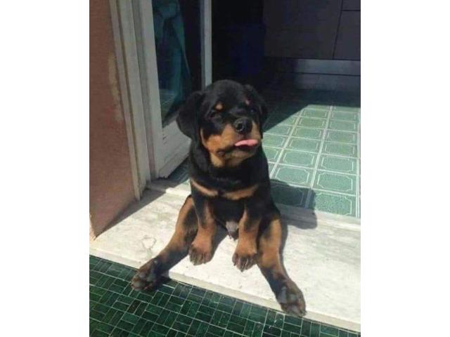 Recherche Chiot Rottweiler