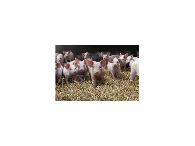 Photo Recherche d'un maître d' apprentissage en élevage de porc en alternance image 1/1