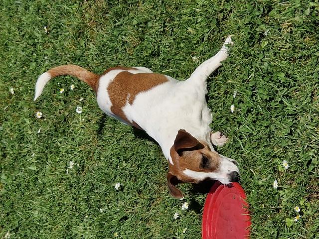 Photo recherche mâle jack russell  pour saillie image 1/2