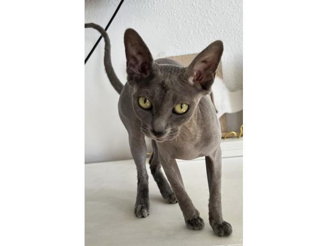Recherche mâle pour saillie