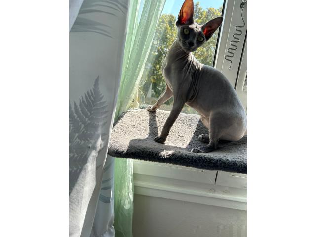 Recherche mâle pour saillie