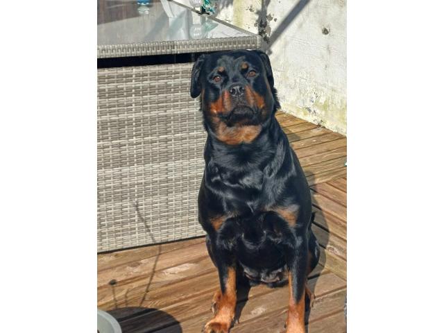 Recherche male rottweiler