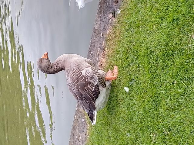 Recherche oie de Toulouse Femelle