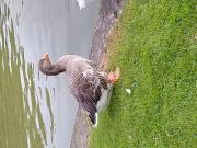 Annonce Recherche oie de Toulouse Femelle