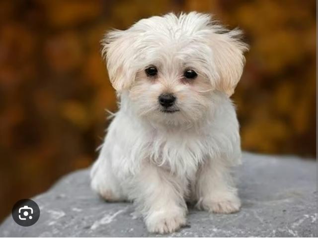 Recherche petit chien