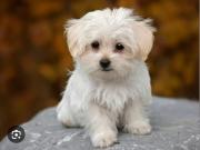 Annonce Recherche petit chien