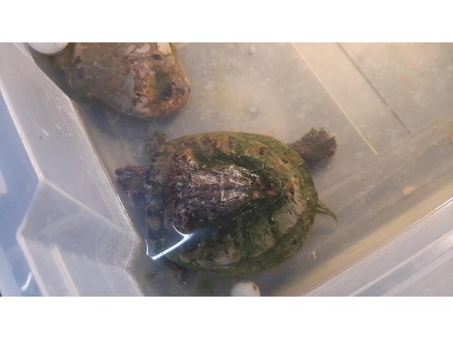 Photo Recherche tortue aquatique  femelle entre 5 et 8 cm entre 10 et 35 ans image 1/1