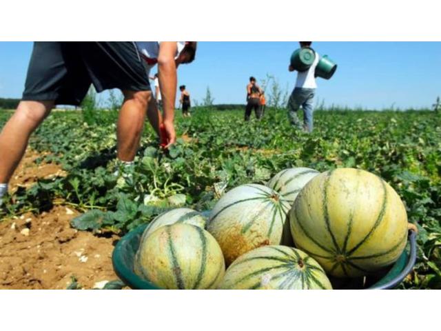 Photo Recherche un emploi à la cueillette des melons image 1/6