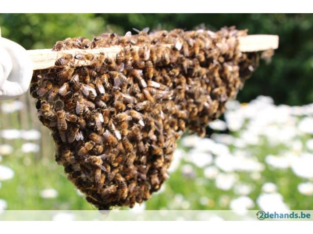 Photo Récupère gratuitement essaim d'abeilles +pot de miel GRATUIT image 1/5