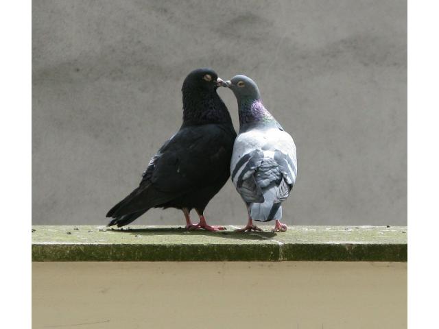 Photo récupère pigeons image 1/2