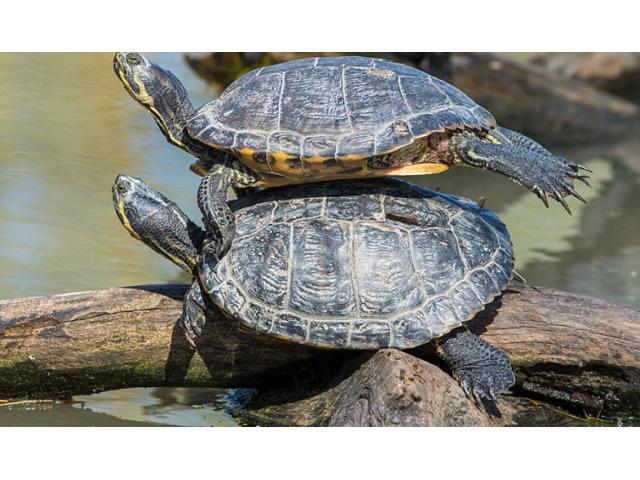 Photo Refuge tortues de Floride image 1/1