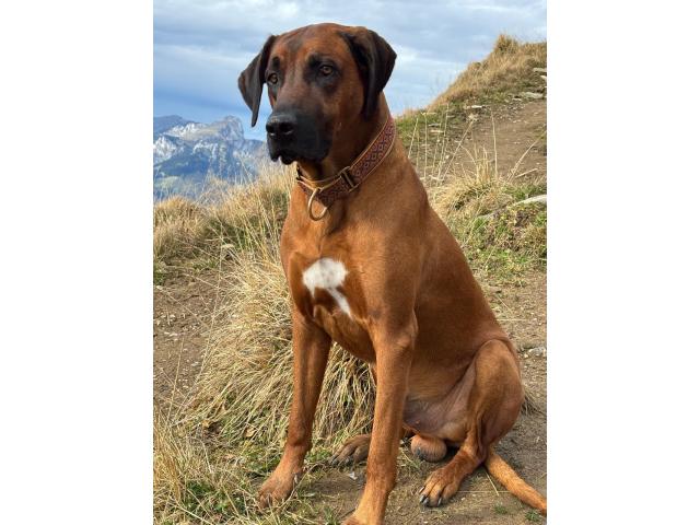 RHODESIAN RIDGEBACK (LOSH) pour SAILLIE