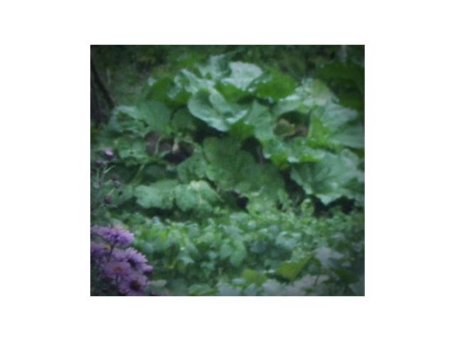 Photo Rhubarbe sans pesticide. Livraison possible toutes les régions.  Pour pas cher image 1/1