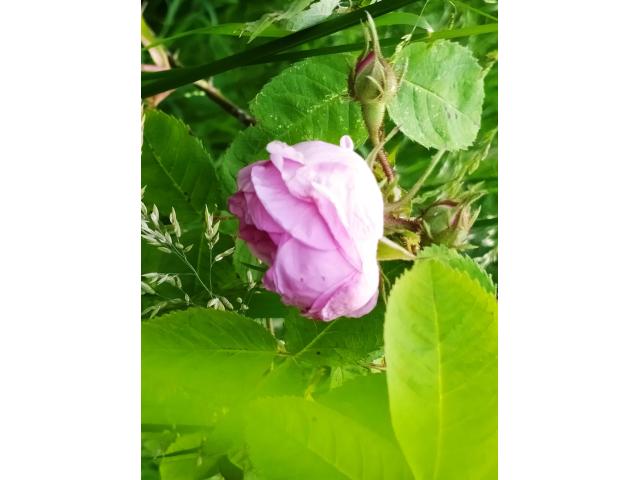 Photo Rose rose. image 1/1