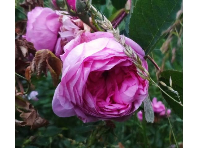 Rose rose.
