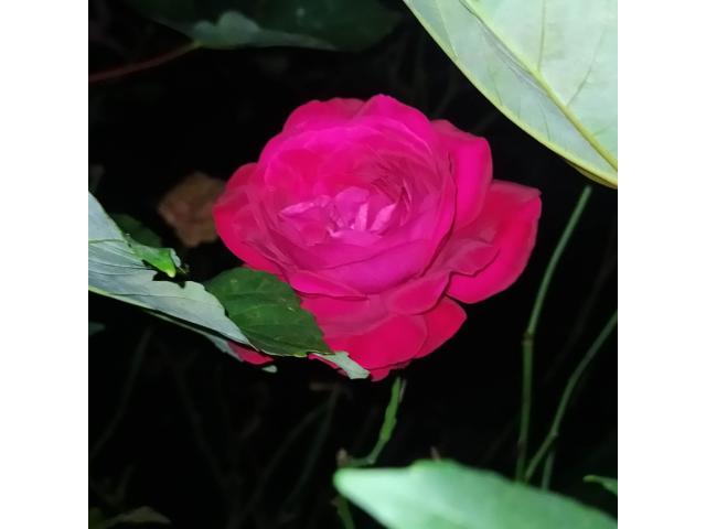 Photo Rose rouge. image 1/1