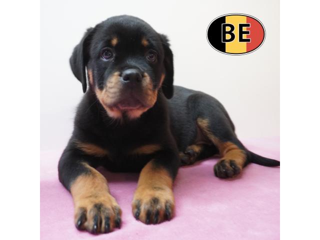 Photo Rottweiler Chiots puissants, nobles et équilibrés à vendre image 1/6
