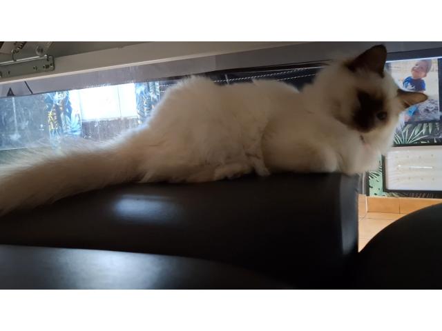 Sacré birmanie