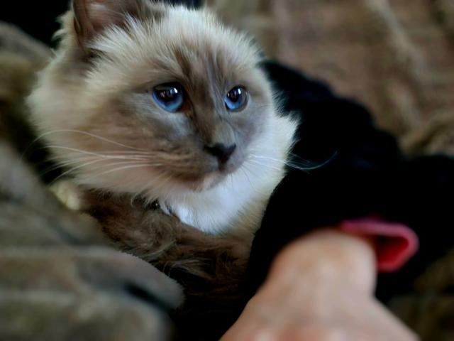 Sacrée birmanie