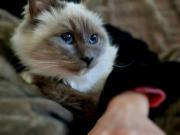 Annonce Sacrée birmanie
