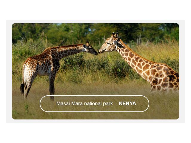 SAFARI PHOTO GRATUIT AU KENYA