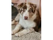 Annonce Saille border collie merle chocolat