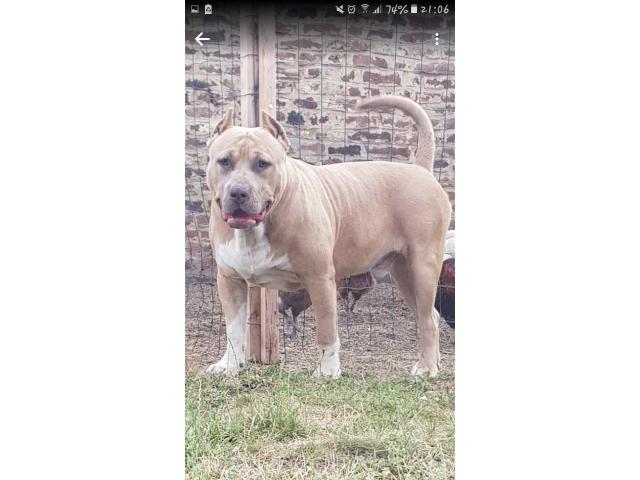 Photo Saillie american bully image 1/3