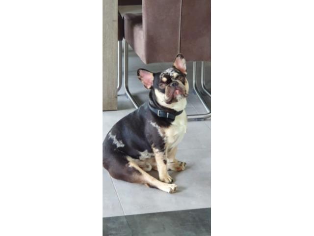 Photo Saillie bouledogue français image 1/3
