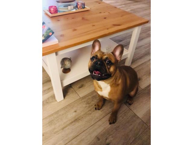 Saillie bouledogue français