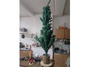 Annonce sapin de noël sans pied 1m50 + déco