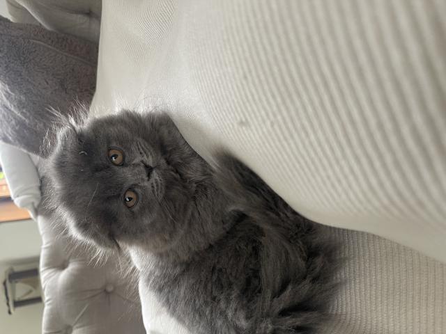 Scottishfold de 3 mois