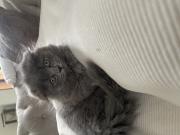 Annonce Scottishfold de 3 mois