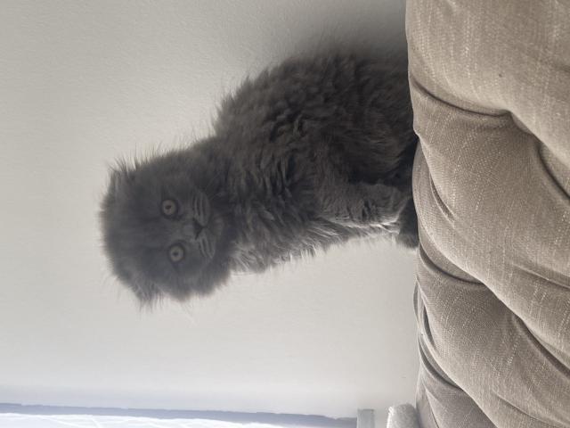Scottishfold longhair femelle