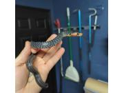 Annonce Serpent indigo ( Drymarchon couperi ) à vendre.