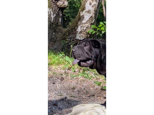 Sharpei male