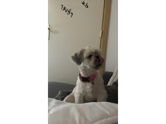 Shih tzu femelle