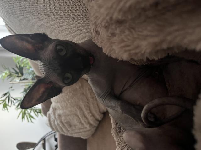 SPHYNX femelle noire