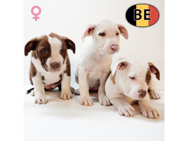 Splendides chiots American Staffordshire Terrier