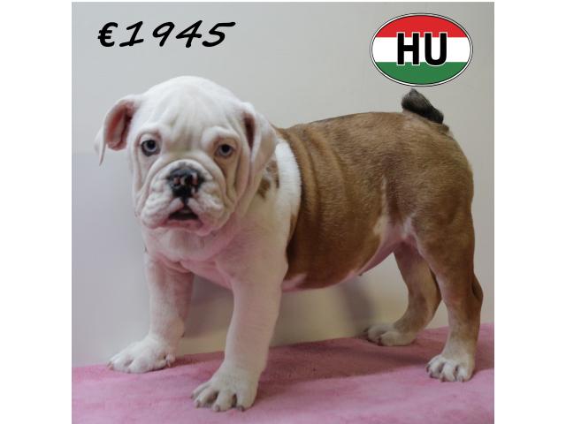 Splendides chiots Bouledogue Anglais de différentes couleurs