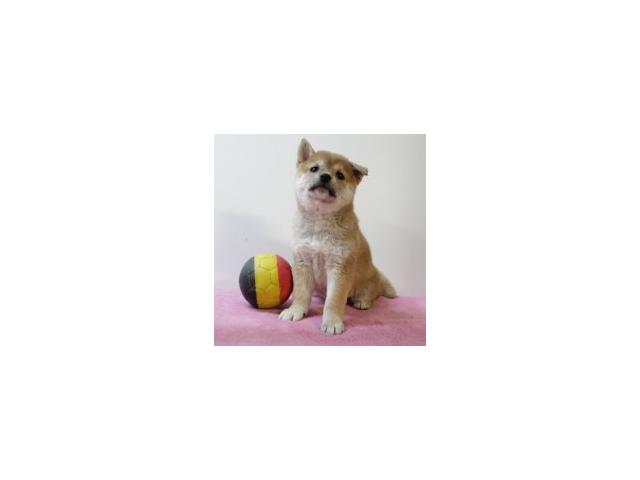 Splendides chiots Shiba Inu à vendre