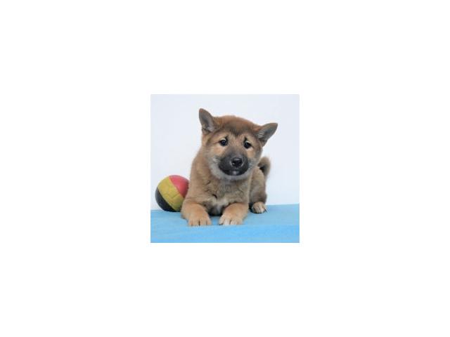 Splendides chiots Shiba Inu à vendre