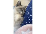 Annonce ❤️ À la recherche d’une famille aimante pour mira