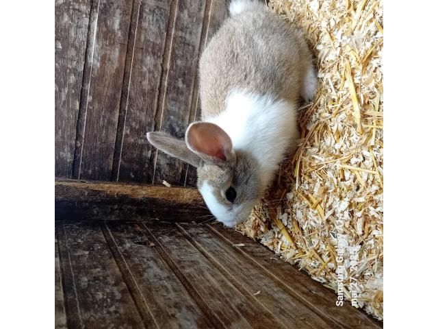 ???? Craquants Bébé Lapins à Vendre ! ????