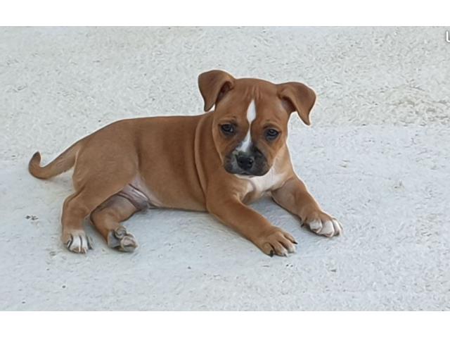 Photo staffordshire bull terrier dit staffie image 1/4