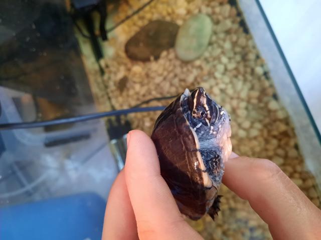 Photo Sternotherus carinatus, tortue d'eau qui reste petite image 1/4