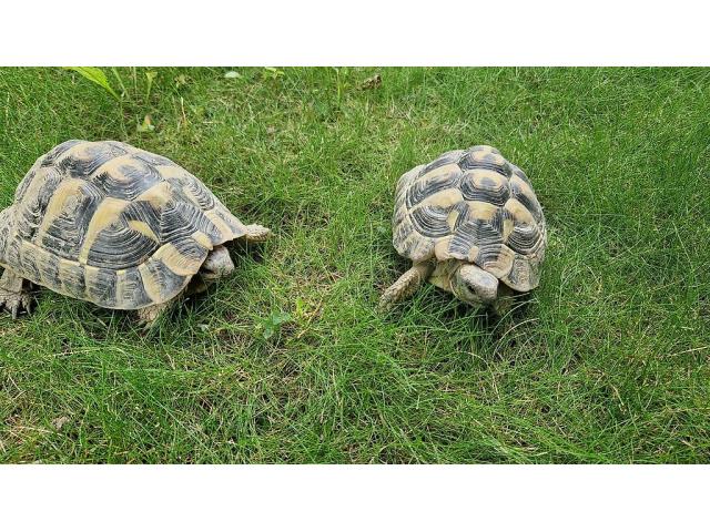 Sublimes Jeunes Tortues terrestres Hermann Testudo Hermanni Hermanni