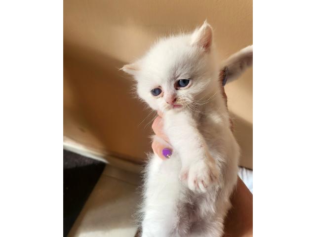 Supebers chatons Ragdoll  à vendre maman Agrée HK 02600099.ID. 100237000234888 .