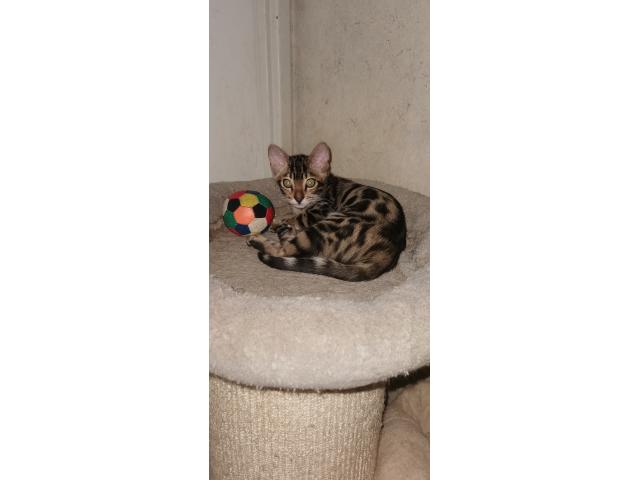 superbe bébé Bengal mâle LOOF